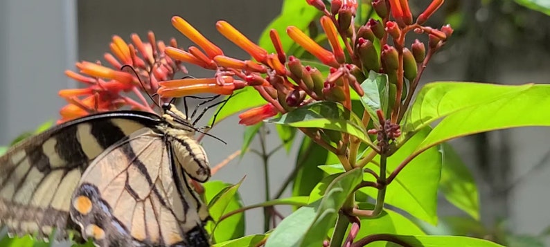 May include: A yellow and black swallowtail butterfly with brown and white markings on its wings is perched on a cluster of orange and red flowers. The flowers are blooming on a green leafy plant.
