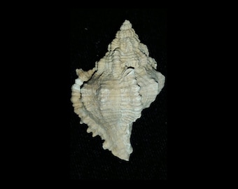Fossil / Fossilized Florida fossil Muricidae murex sea shell gastropod mollusk collectors add to collection own a piece of the past mrx47