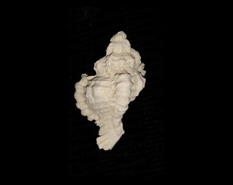Fossil / Fossilized Florida fossil Muricidae murex sea shell gastropod mollusk sea shell Muricidae murex shell invertebrates mrx42