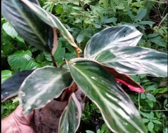 1 - Tricolor Ginger Plant Live Tropical Semi Tropical Plant starter plant indoor plant. Same plant as in pictures