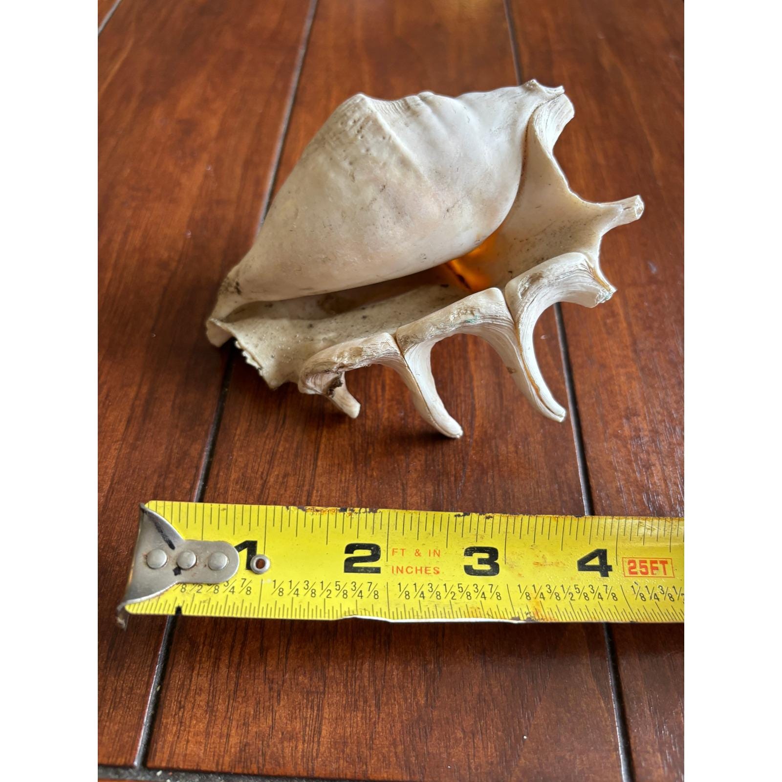 Philippines Shell Souvenir - Etsy