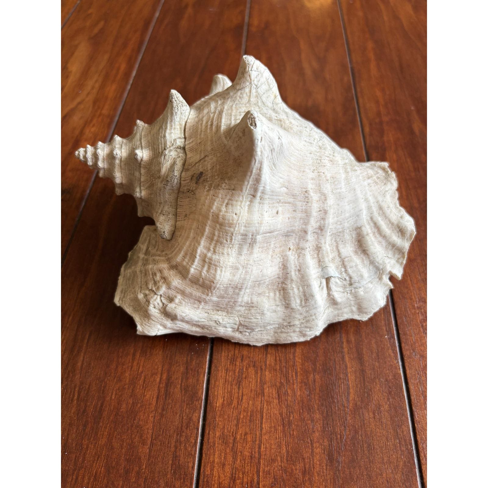 Philippines Shell Souvenir - Etsy