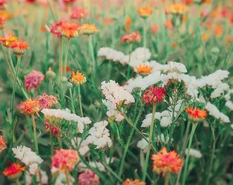 Floral photography, farmhouse decor, colorful wildflower wall art, posters for girl's room nursery