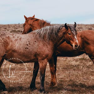 野生馬の写真、野生馬の写真、素朴な動物の写真、農家の装飾、野生のムスタングの写真、茶色の馬、カウボーイへの贈り物