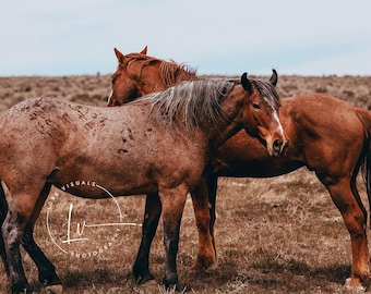 Wild horses picture, wild horse photography, Rustic animal photo, farmhouse decor, wild mustangs photo, brown horses, gifts for cowboy