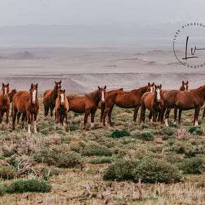 野生馬の壁アート、野生馬の写真、野生ムスタングの写真、アイダホの野生ムスタングの絵、風景と動物のポスターとアート装飾