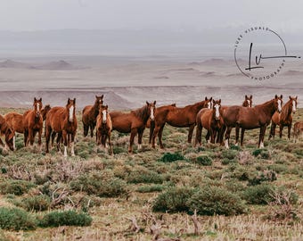 Wild horses wall art, wild horse photography, wild mustang photo, Idaho wild mustang picture, landscape and animal poster and art decor
