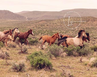Wild horses photo, wild horse photography, wild mustang photo, farmhouse decor, wild mustang picture, Idaho landscape, country art