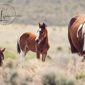 Wild horses photo, foal filly photography, baby wild mustang photo, Idaho wild mustang picture, country art, Farmhouse decor