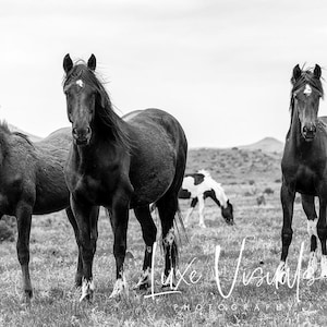 Wild horses picture, wild horse photography, Rustic animal photo, farmhouse decor, wild mustangs photo, black and white, gifts for cowboy
