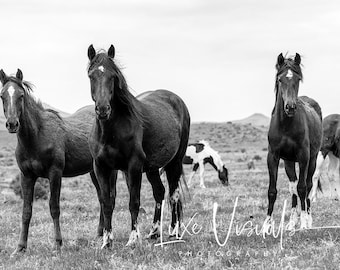 Wild horses picture, wild horse photography, Rustic animal photo, farmhouse decor, wild mustangs photo, black and white, gifts for cowboy