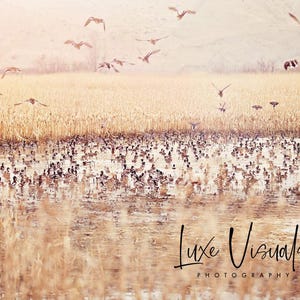 Ententeich Naturfoto, Luftbnb-Wandkunst und -dekor, szenisches Tierleben im Freien, Fotografie, Natur und Entenbild