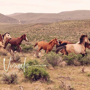 Wild horses photo, wild mustangs picture, group of horses, Idaho wild mustang picture, country cowboy art, Farmhouse decor