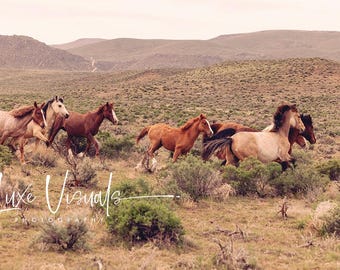 Wild horses photo, wild mustangs picture, group of horses, Idaho wild mustang picture, country cowboy art, Farmhouse decor