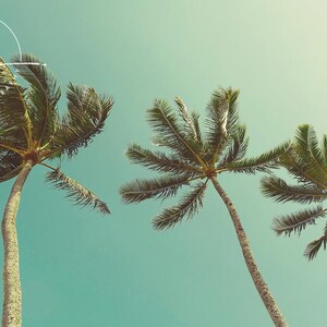 Palm tree photo, Hawaii palm trees picture, blue sky scenic tropical, housewarming gift, office decor, tropical art, palm tree art