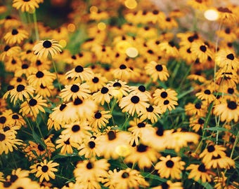 Nature photography, yellow daisy, farmhouse decor, sunny daisies wall art, posters for girl's room nursery, golden flowers