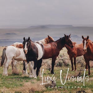 Wild horses photo, wild horse photography, wild mustang photo, Idaho wild mustang picture, farmhouse decor, wild horses poster art