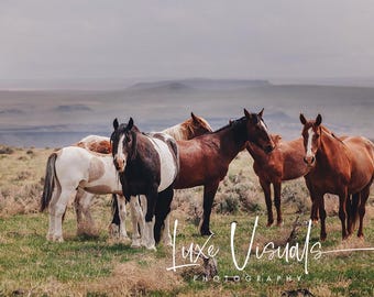 Wild horses photo, wild horse photography, wild mustang photo, Idaho wild mustang picture, farmhouse decor, wild horses poster art