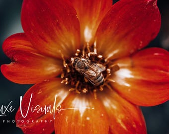 Floral photography, nature photography, macro bee photo, colorful wall art, nursery and kids room