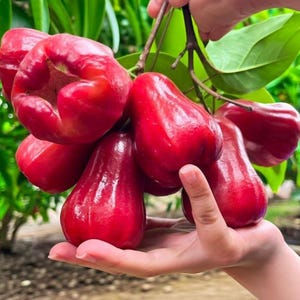 May include: A cluster of vibrant, bell-shaped wax apples with smooth, glossy red skin hanging from a thin brown branch. The fruit features a distinct indented top and a rounded base, showcasing a firm texture and deep crimson color throughout.