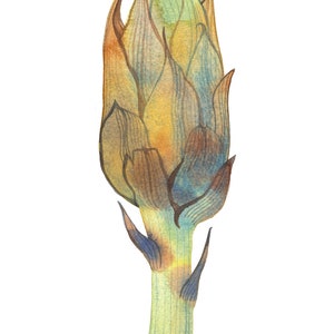 Artichoke Giclee Art Print, Watercolor Artichoke Painting, Botanical Vegetable Wall Art Poster, Hand Painted Artichoke Illustration #W20
