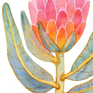 Impression giclée d'art rose King Protea, aquarelle, illustration florale décorative (W14)