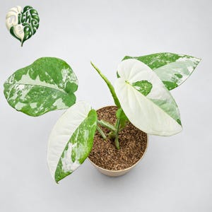 May include: A potted Philodendron plant featuring variegated heart-shaped leaves with distinct white and green patterns. The plant is rooted in brown soil within a round container. A logo with the text "with a leaf" is visible in the top corner.