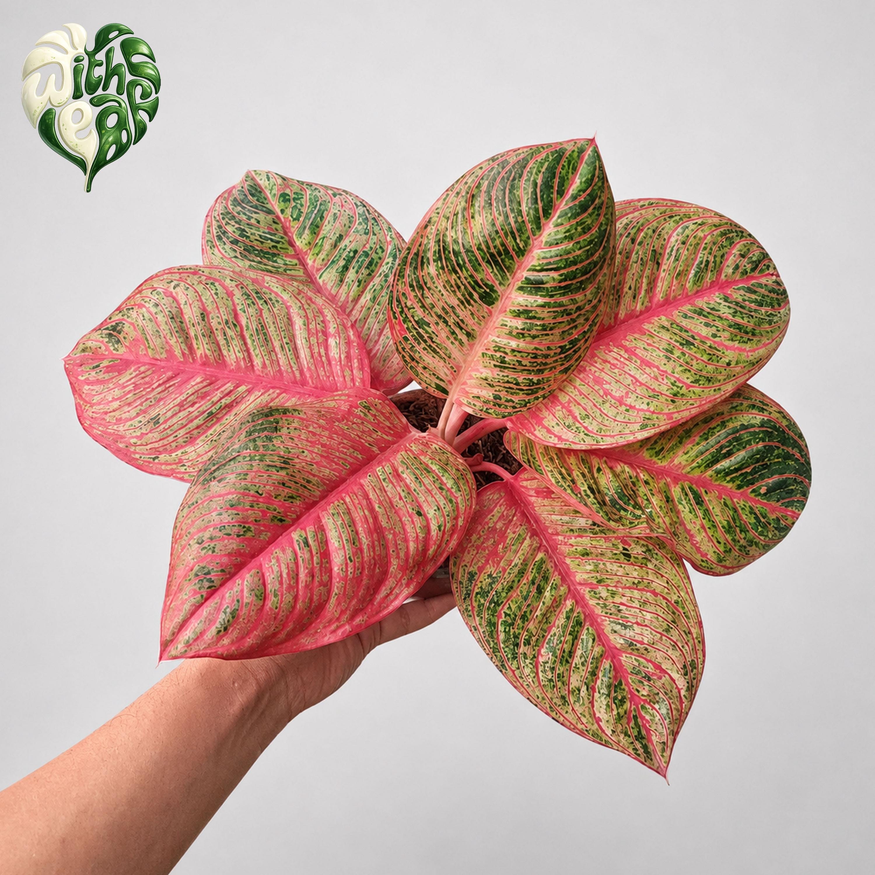 Aglaonema Hughes - Etsy