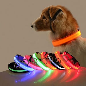 Op de afbeelding: Een collectie led-halsbanden voor honden in diverse kleuren, waaronder blauw, roze, groen, oranje en rood, elk voorzien van een metalen D-ring voor een riem. Een oranje halsband wordt gedragen door een bruin-witte hond in profiel.