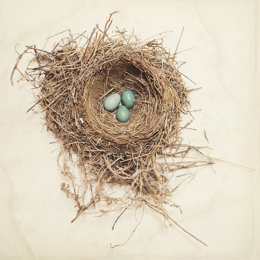 javascript destructuring nested object and array... Bird Nest Robin Nest Nature Photography Robin Egg Blue - Etsy