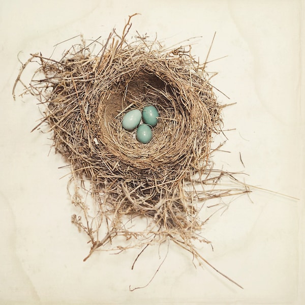 bird nest, robin nest, nature photography, robin egg blue, neutral decor, cottage decor