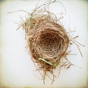 bird nest photograph, home decor, nature photograph, home decor, farmhouse decor, art print, bird nest