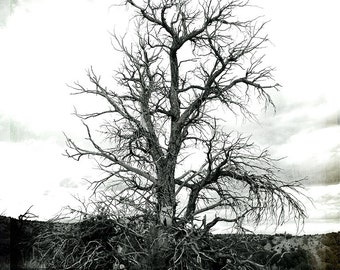 Tree Photography, Black & white tree southwest 8x10 photograph, decay, home decor