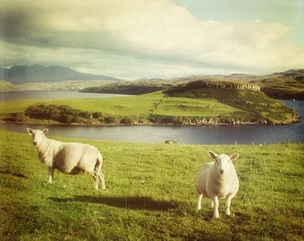 Sheep Photo, Nature Photography, Scotland Green Fields, Muted colors, Travel Photography