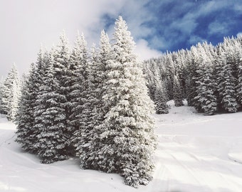 Winter Trees photograph, Snowy Trees, Evergreens with snow art, Rocky mountains, Ski area photograph