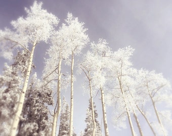 Trees, Aspens in winter, Wall Print, Snow covered, white, blue sky, mountain photograph, New Mexico