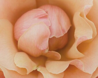 large rose photograph, large rose print, wall art, home decor, peach, pink, close up rose, nature photography, flower, floral