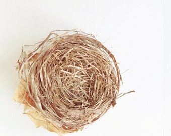 Birds Nest Photograph, Bird Nest, Spring Fine Art 5x5 Print, nature photo