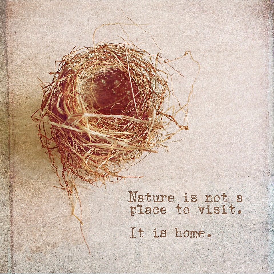 Bird Nest Photo with Quote Vintage Style Nature Photograph ...
