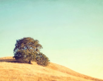 Tree Photograph Sonoma California Sky Gold Grass, Fine Art Print, Large Wall print