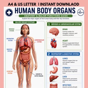 Peut inclure: Une affiche éducative intitulée HUMAN BODY ORGANS ANATOMY & MAJOR FUNCTIONS GUIDE. Elle présente une illustration centrale du corps humain avec des systèmes étiquetés, ainsi que des schémas détaillés du cerveau, du cœur, des poumons, de l'estomac, du foie et des intestins.