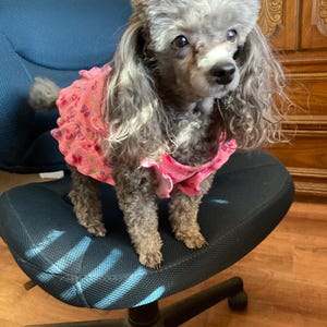 Pink Butterfly Puppy Dress: Ruffled Dog Clothes with Hot Pink Bow