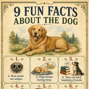 May include: A vintage-style educational poster titled 9 Fun Facts About The Dog, featuring a large golden retriever illustration at the top and nine numbered panels below, each with a small drawing and text explaining canine traits and behaviours.