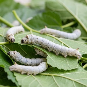 Peut inclure: Plusieurs vers à soie segmentés et pâles, dotés de têtes sombres et de petites pattes, rampent sur des feuilles de mûrier vert vif. Les larves ont des corps cylindriques lisses et sont positionnées sous divers angles sur le feuillage.