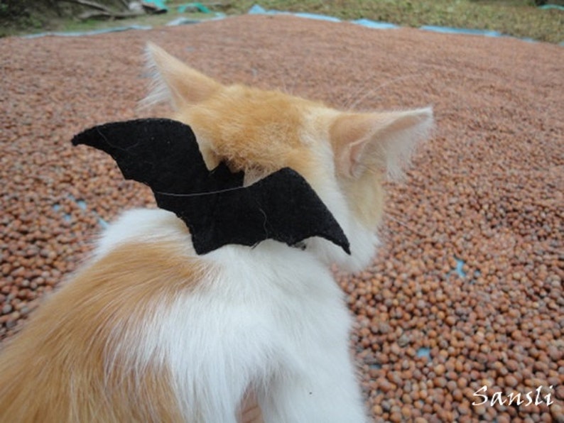 kitten bat costume