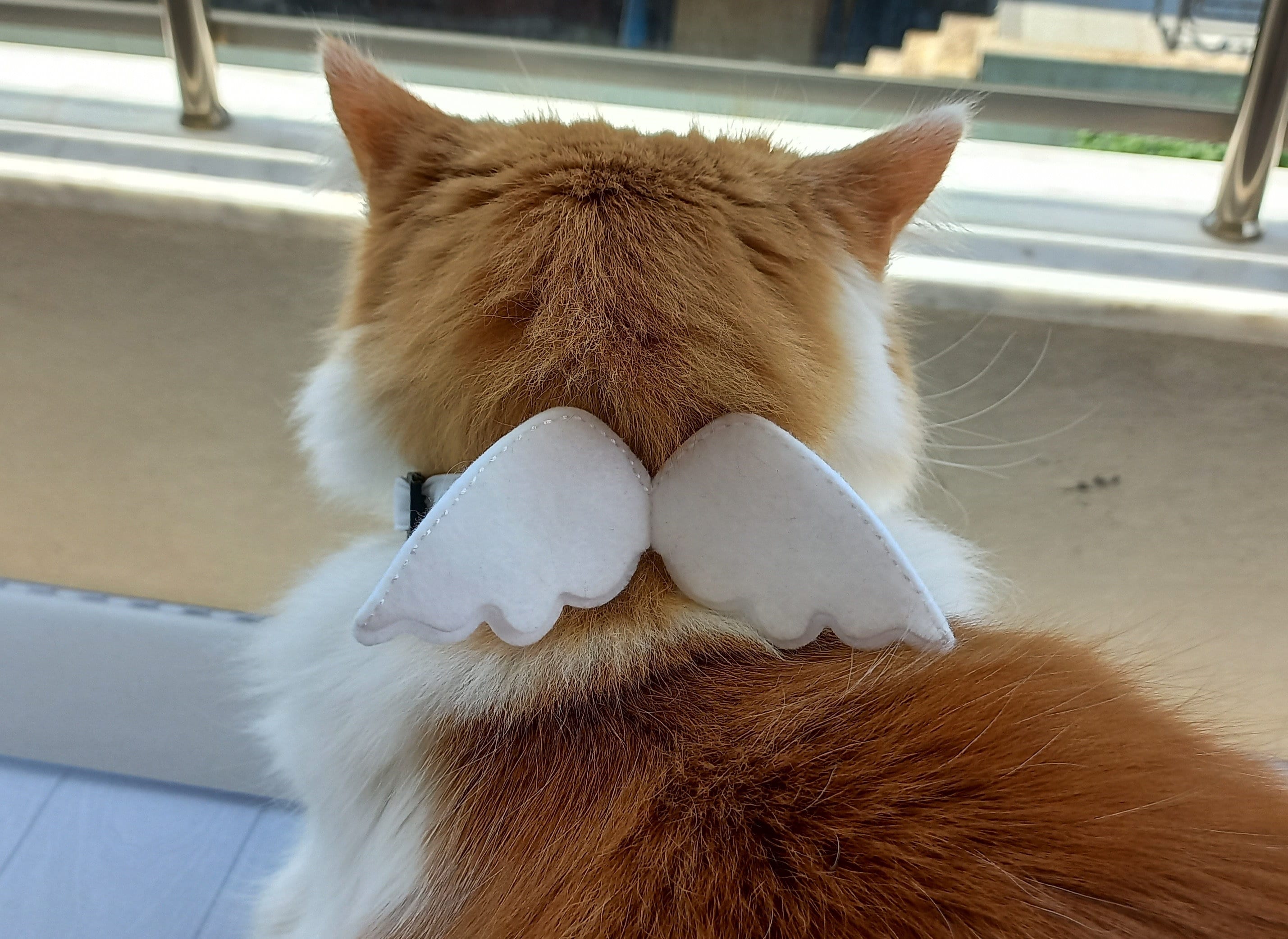 Angel Cat Collar/ Angel Wing Cat Costume-''white+color Option