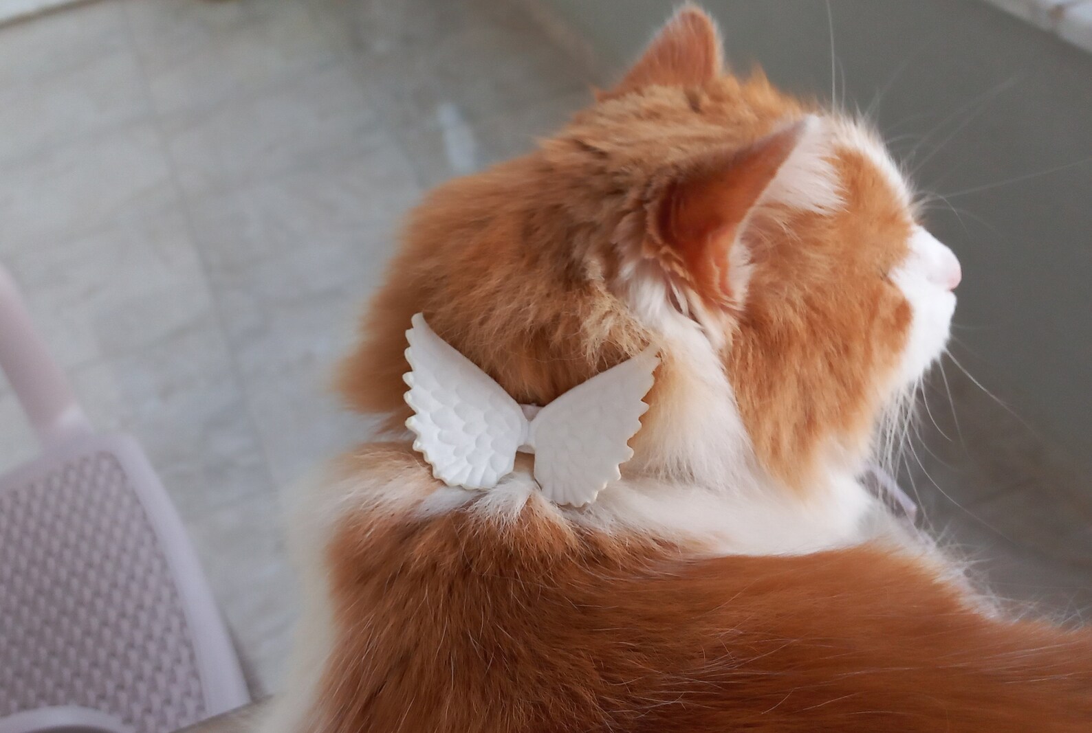 White Angel Wings Cat Collar/ Adjustable Adult Cat Kitten Etsy