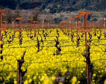 Napa Valley Mustard Vineyard Large Wall Decor, Kitchen Decor, Wine Country, Wine Art, Napa Valley, Wine Lovers Gift