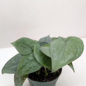 Scindapsus Platinum Java zdjęcie 2