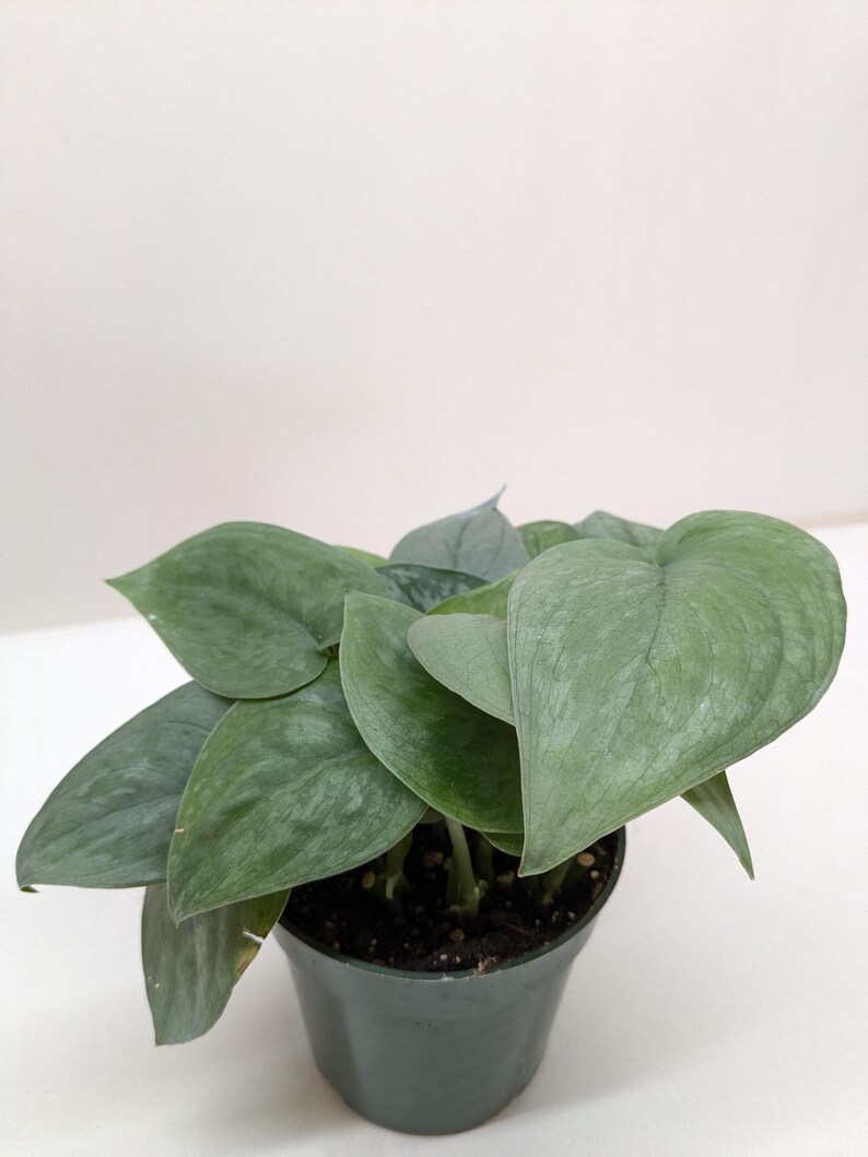 Scindapsus Platinum Java zdjęcie 2